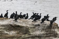 B17PelagicCormorants0566.jpg B17PelagicCormorants0566.jpg