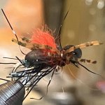 IMG_7219.jpeg