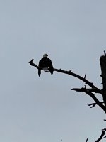 IMG_3490.jpeg