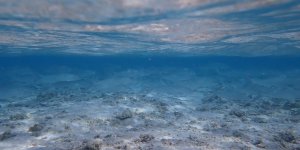 Bonefish Schooling.JPG