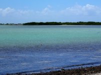 Indo- Pacific Permit Tailing.JPG