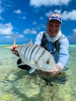Golden Trevally.jpg