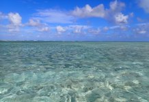 Bonefish School.JPG