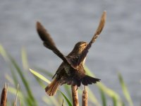 IMG_8971.jpeg