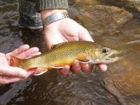 B. Creek Brookie.JPG