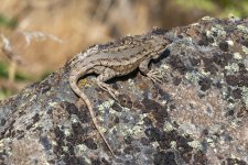 A01WesternFenceLizard1303.jpg
