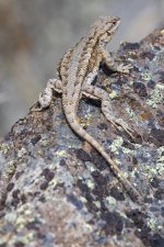 A02WesternFenceLizard1286.jpg
