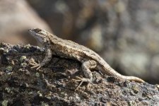 A03WesternFenceLizard1292.jpg