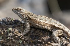 A04WesternFenceLizard1295.jpg