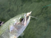 IMG_2546.jpeg