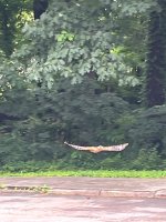 IMG_3975.jpeg