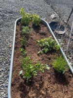 garden1.jpg