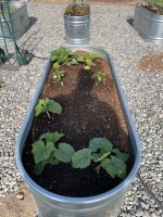 garden2.jpg