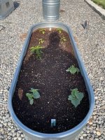 garden3.jpg