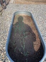 garden6.jpg