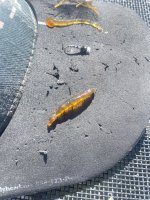 IMG_0789.jpeg