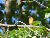 IMG_9065.jpeg