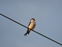 IMG_9008.jpeg