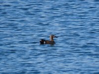 IMG_8937.jpeg