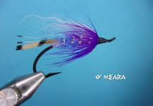 O' Meara.jpg