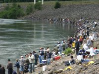Bonneville-Shad-Fishing.jpg