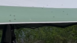 IMG_0713.jpeg