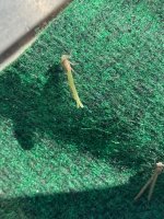 IMG_0738.jpeg