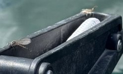 IMG_0737.jpeg