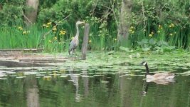 IMG_20160524_141846_243.jpg