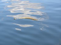 Rattler3.JPG
