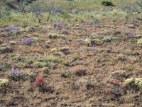 A12ShrubSteppeWildflowersP5180304.jpg