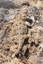 A01PygmyShortHornedLizard1463.jpg