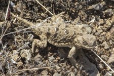 A02PygmyShortHornedLizard1771.jpg