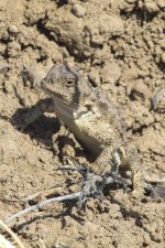 A03PygmyShortHornedLizard1782.jpg