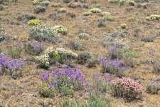 A11MixedWildflowers1749.jpg