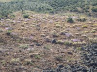 A13ShrubSteppeWildflowersP5180288.jpg