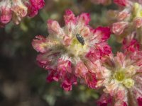 GRedWhiteBuckwheat5250052.jpg