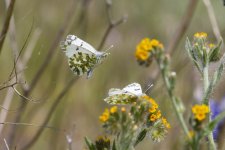 B01DesertMarbleButterfly1679.jpg
