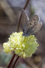 B05BoisduvalsBlueOnParsnipFlowerWildBuckwheat1759.jpg
