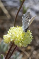 B06BoisduvalsBlueOnParsnipFlowerWildBuckwheat1764.jpg