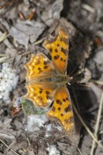 B08HoaryCommaButterfly1548.jpg