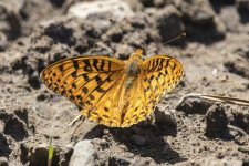 B09FritilliaryButterfly1552.jpg