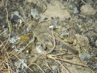 B11RedWingedGrasshopper5250196.jpg