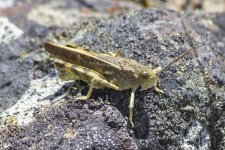 B12GrasshopperYellowish1738.jpg