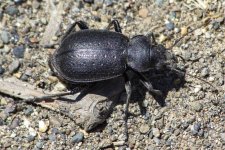 B13PurpleRimmedCarabus1512 copy.jpg