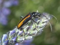 B14LonghornBeetleOnLupine5250118.jpg