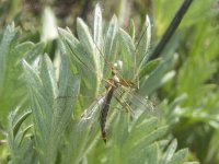 B15Cranefly5250302.jpg