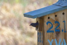 C01WesternBluebirdMaleAtNestBox1613.jpg