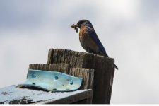 C02WesternBluebirdMaleWInsect1592.jpg C02WesternBluebirdMaleWInsect1592.jpg