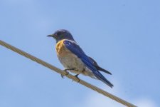 C04WesternBluebirdMale1392.jpg C04WesternBluebirdMale1392.jpg